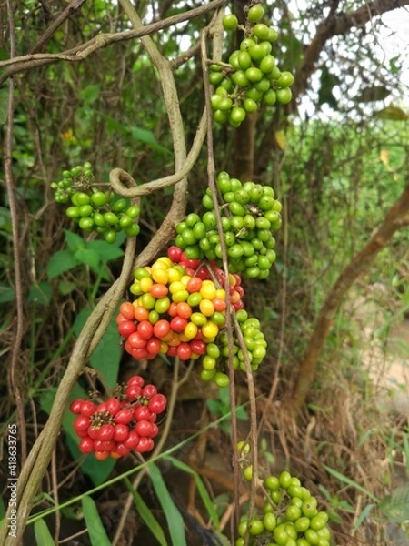 Fototapeta photo of wild fruit that usually grows around the riverside