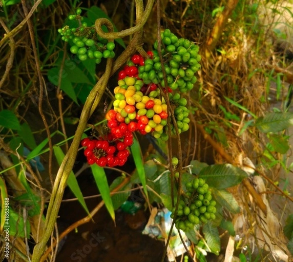 Fototapeta photo of wild fruit that usually grows around the riverside