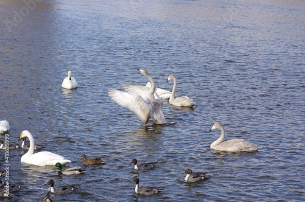 Fototapeta 厳しい寒さを避けて越冬で飛来地へと渡ってきた、美しい白い羽毛のオオハクチョウと水辺のアイドル可愛いシルエットの鴨