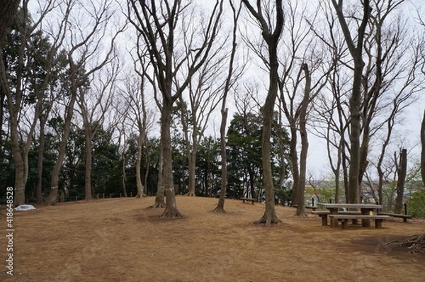 Fototapeta 枯れ木