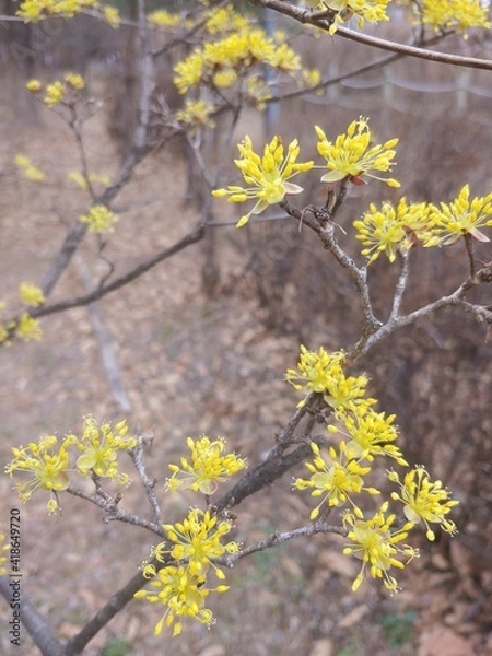 Fototapeta 노란 봄꽃나무