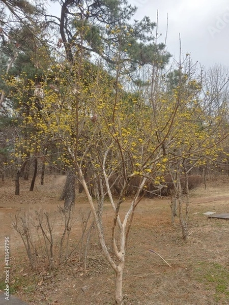 Fototapeta 봄꽃나무