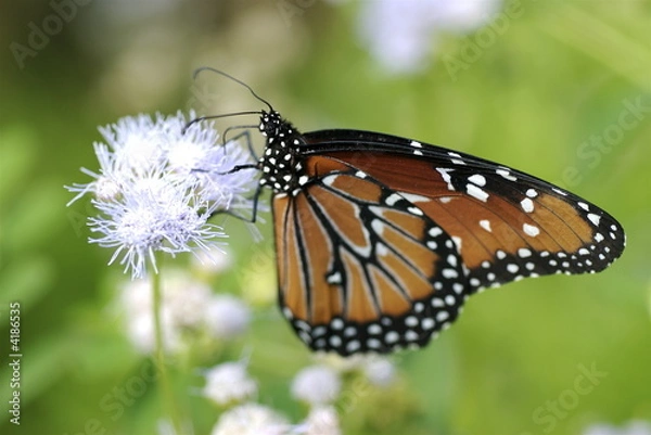 Fototapeta Monarch butterfly