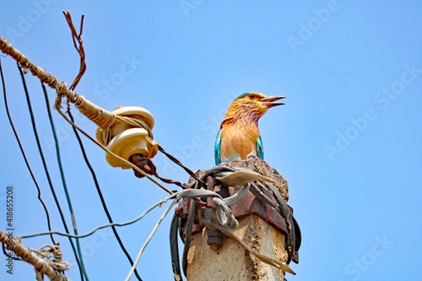 Fototapeta Indian Roller