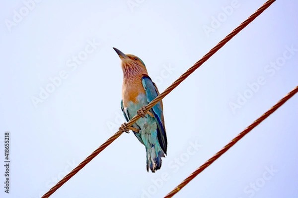 Fototapeta Indian Roller