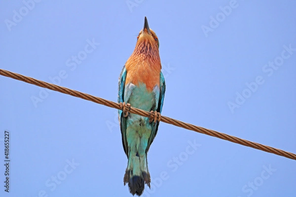 Fototapeta Indian Roller