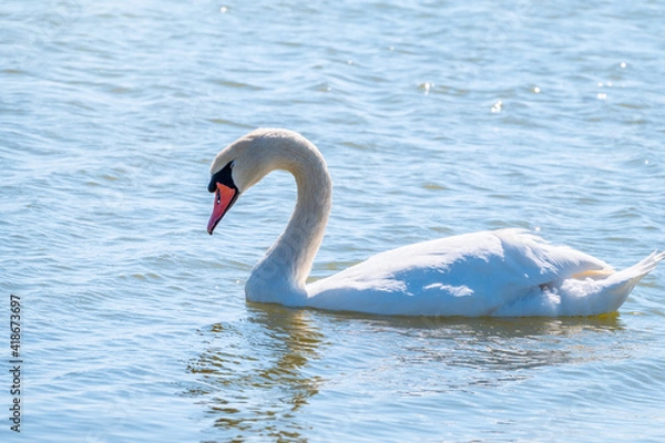 Obraz Graceful white Swan swimming in the lake, swans in the wild. Portrait of a white swan swimming on a lake.