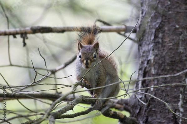 Obraz Red squirral