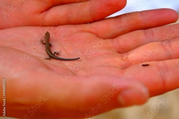 Obraz hand holding a worm