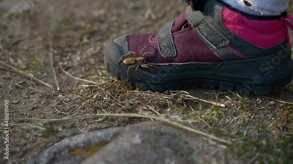 Obraz A spider in my boot