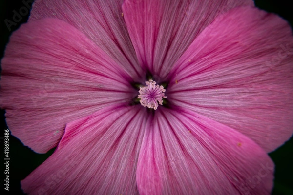 Obraz Blume Nahaufnahme