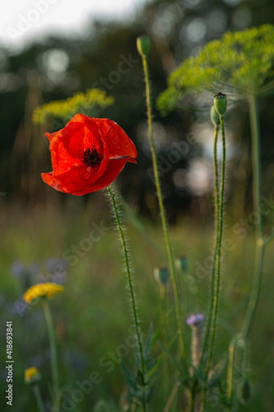 Fototapeta Mohnblume