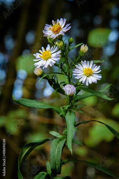 Obraz Wildblumen