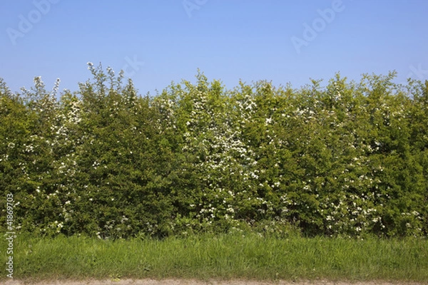 Obraz roadside hawthorn hedge