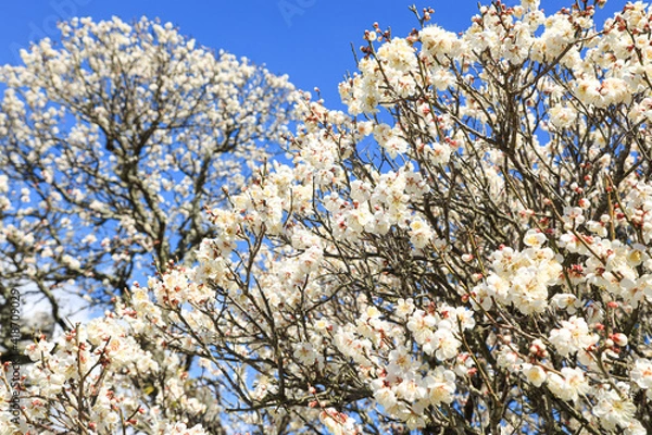 Fototapeta 梅の花　春イメージ