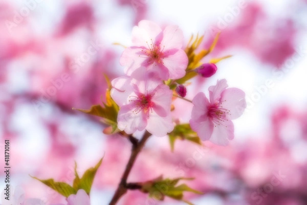 Fototapeta 河津桜のある背景