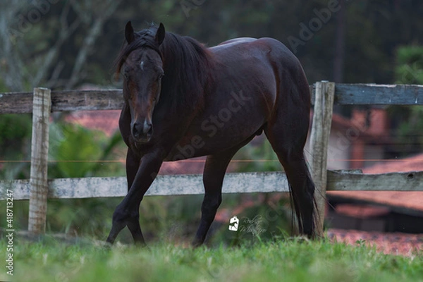 Fototapeta Cavalo Quarto de Milha