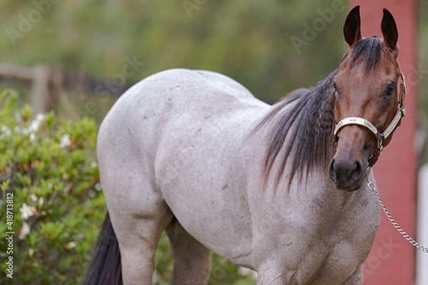 Obraz Cavalo Quarto de Milha