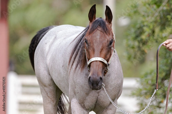 Obraz Cavalo Quarto de Milha