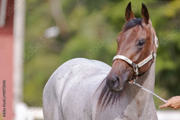 Obraz Cavalo Quarto de Milha