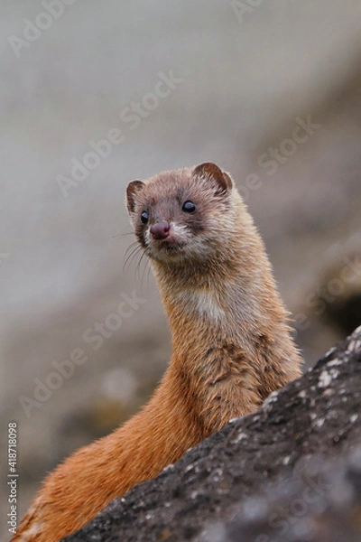 Fototapeta かわいい日本イタチ