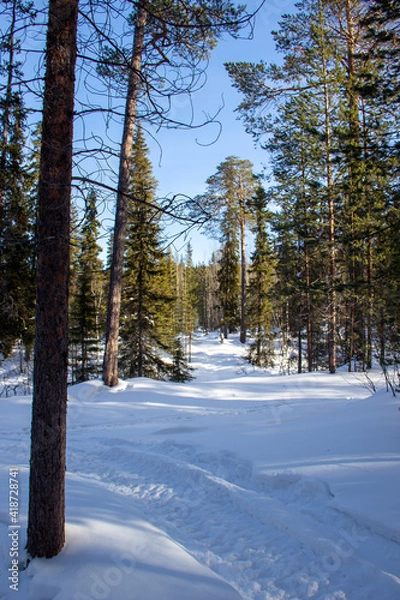 Obraz forest in winter