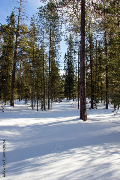 Obraz forest in winter