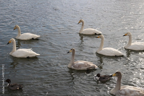 Fototapeta ハクチョウ属, 鳥, 水, 湖, 白, 自然, ハクチョウ属, 動物, 鳥, 野生生物, 美しい, いけ, ファミリー, 動物, 川, 美しさ, 愛, 優雅な, 羽, めまいがする, 泳ぐこと, 青, ウィルト