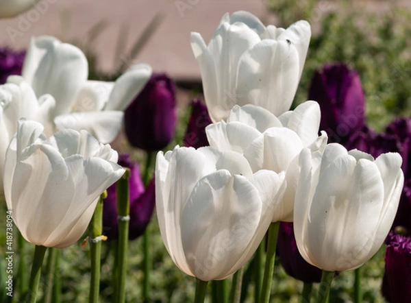 Obraz white tulips on garden at spring.