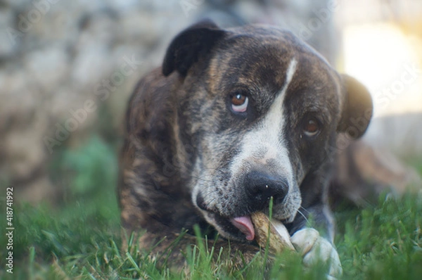 Obraz dog portrait on the grass