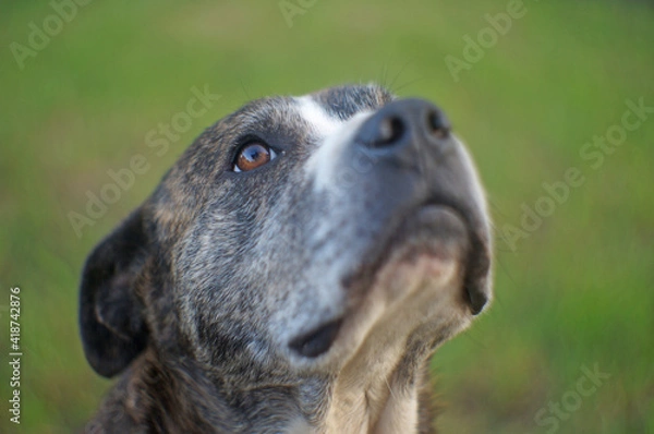 Obraz dog portrait on the grass