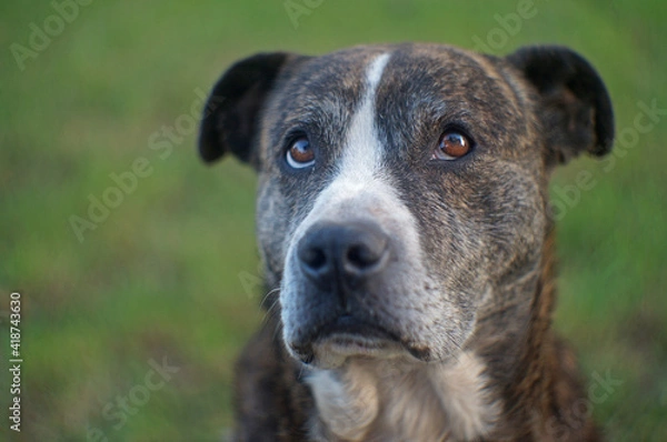 Obraz dog portrait on the grass