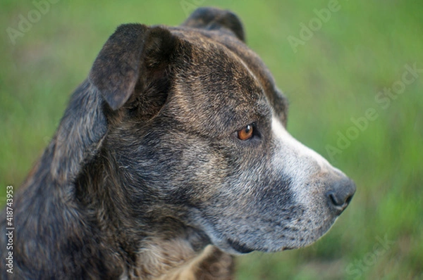 Obraz dog portrait on the grass