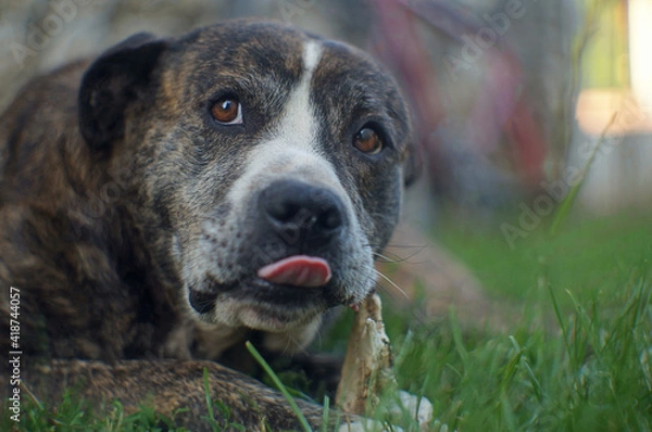 Obraz dog portrait on the grass