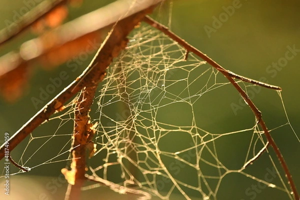 Obraz Spiders cob web on the branch in forest at sunny summer day