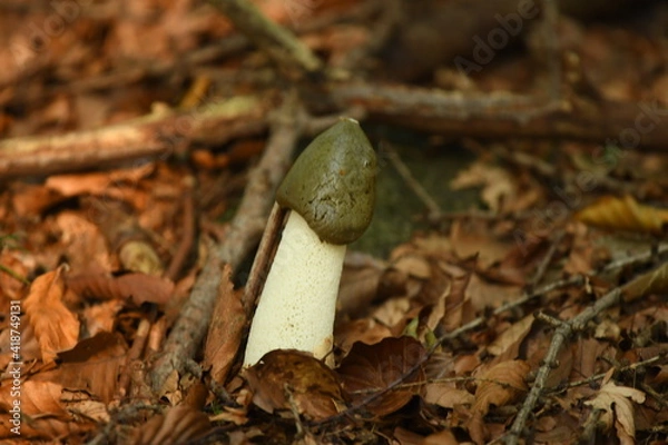 Obraz Mushroom common stinkhorn - Phallus impudicus. Grown stinky mushroom in the forest