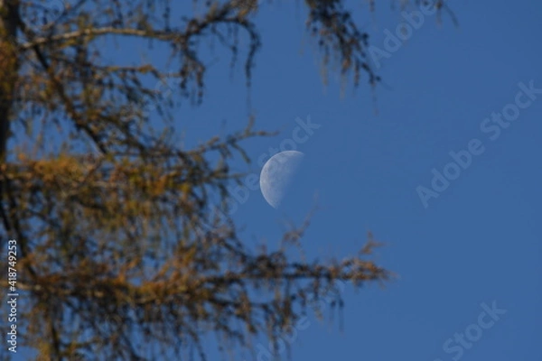 Obraz Full moon in sunny day between the  European Larch branches on the blue sky background