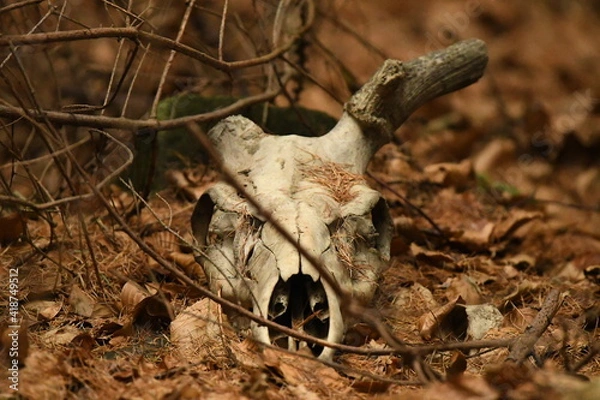 Fototapeta Skull of Red deer cervus elaphus found in the woods with remnants antlers