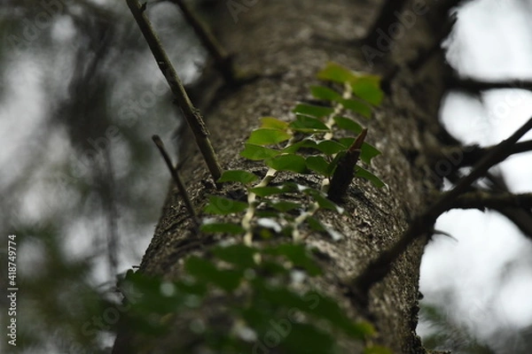 Obraz the european ivy (Hadera helix) climbs up the fir.Evergreen plant (Araliaceae)