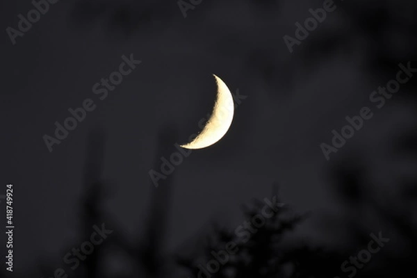 Obraz Half moon planete satelite on the sky i the dark forest