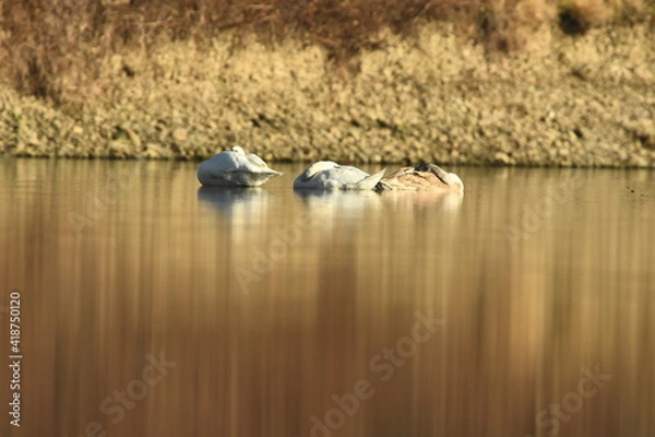 Fototapeta swans (Cygnus) rest,sleep on the river in sunny day