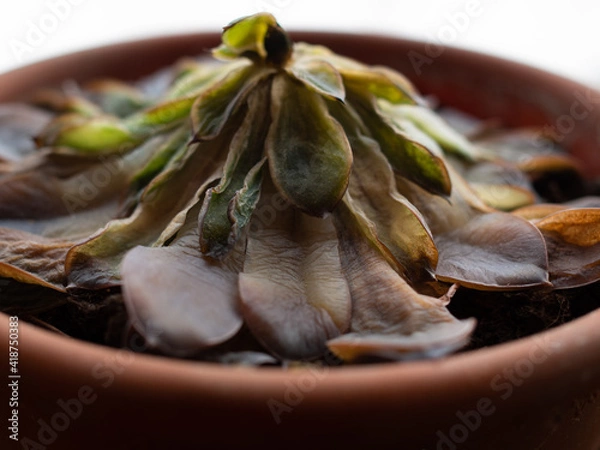 Obraz a wilted succulent in a pot. side view. dying domestic plant