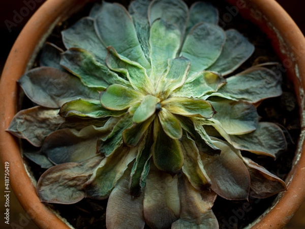 Obraz a wilted succulent in a pot. top view. wilted house flower
