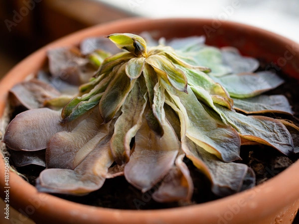 Obraz a wilted succulent in a pot. top view. dying home flower