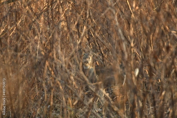 Obraz Animal mammal roe deer(european roe)in winter coat hiding in the bush forest at spring