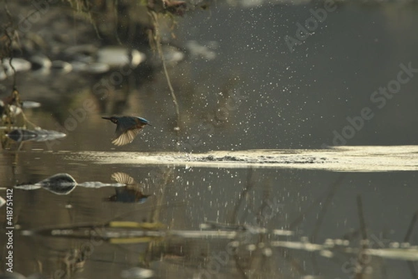 Fototapeta Bird Kingfisher Alcedo atthis splash water on the river Sola and back on the branch
