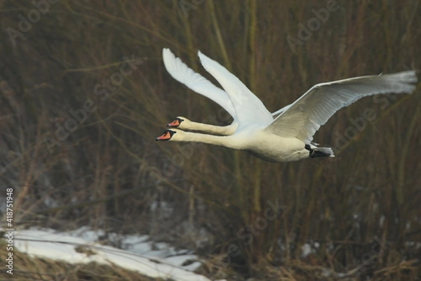 Fototapeta few swans (Cygnus) flying over the river