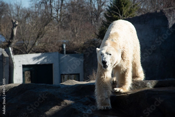 Fototapeta Tiergarten Schönbrunn Eisbär