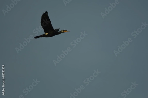 Fototapeta bird great cormorant (Phalacrocorax carbo) in flight