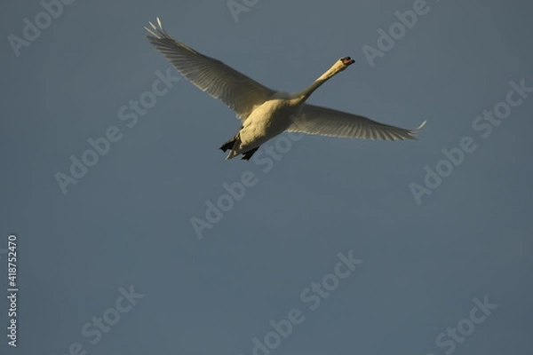 Fototapeta Bird Swan Cygnus in flight  on the blue sky in sunny day